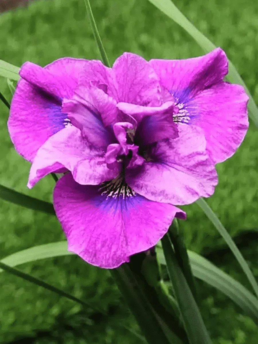 Ирис сибирский Spindazzle