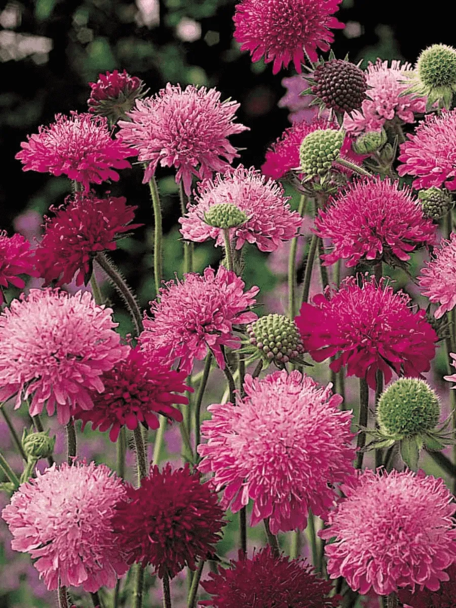 Короставник македонский Melton Pastels