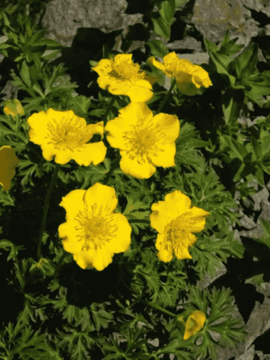 Купальница карликовая