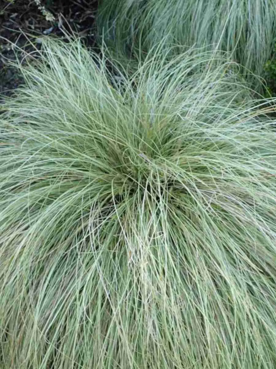 Осока власовидная Amazon Mist