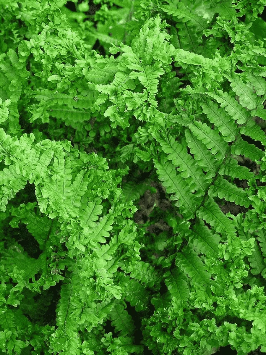 Щитовник родственный Crispa