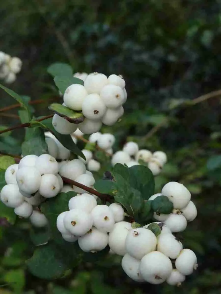 Снежноягодник