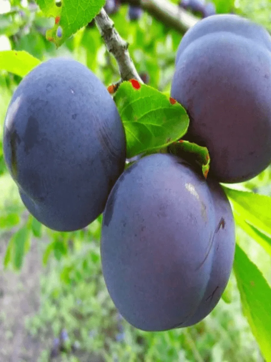 Слива домашняя Этюд