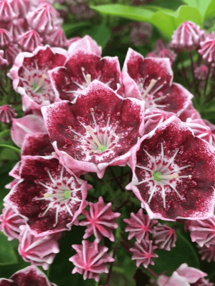 Кальмия широколистная Tad