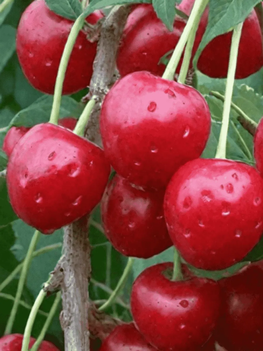 Вишня Волочаевка