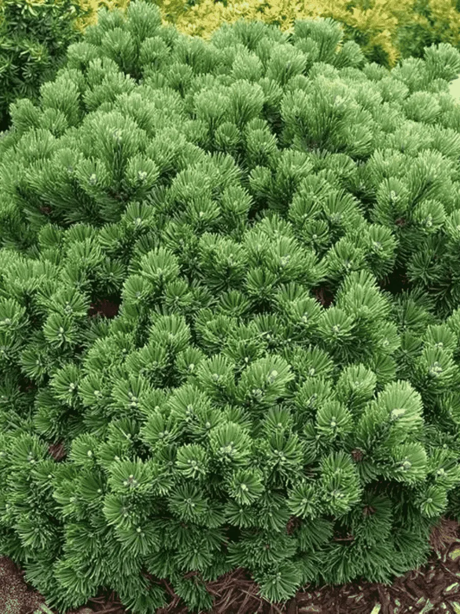 Сосна горная Sherwood Compact