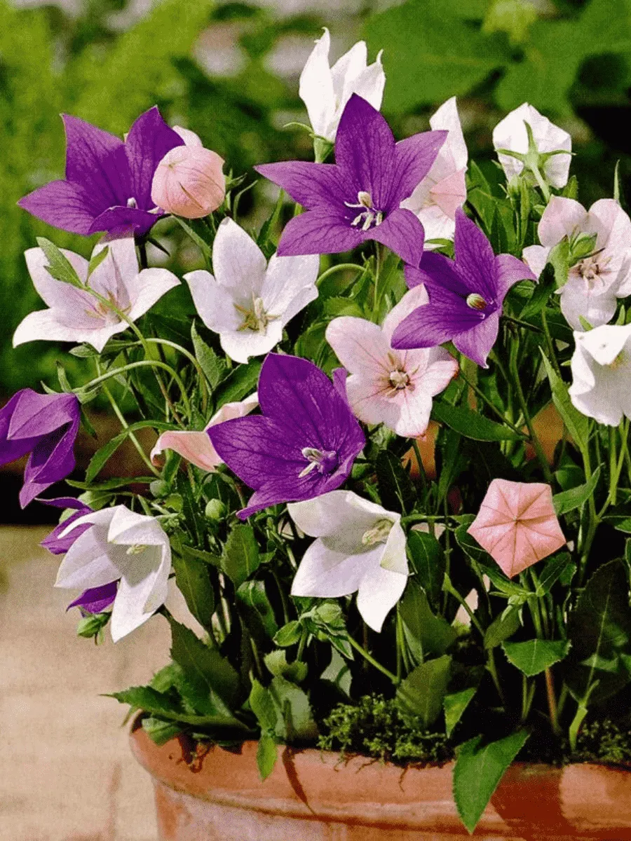 Платикодон