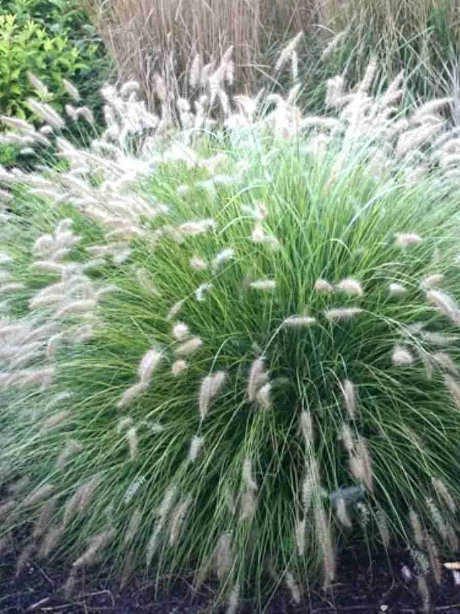 Пеннисетум лисохвостный Cassian