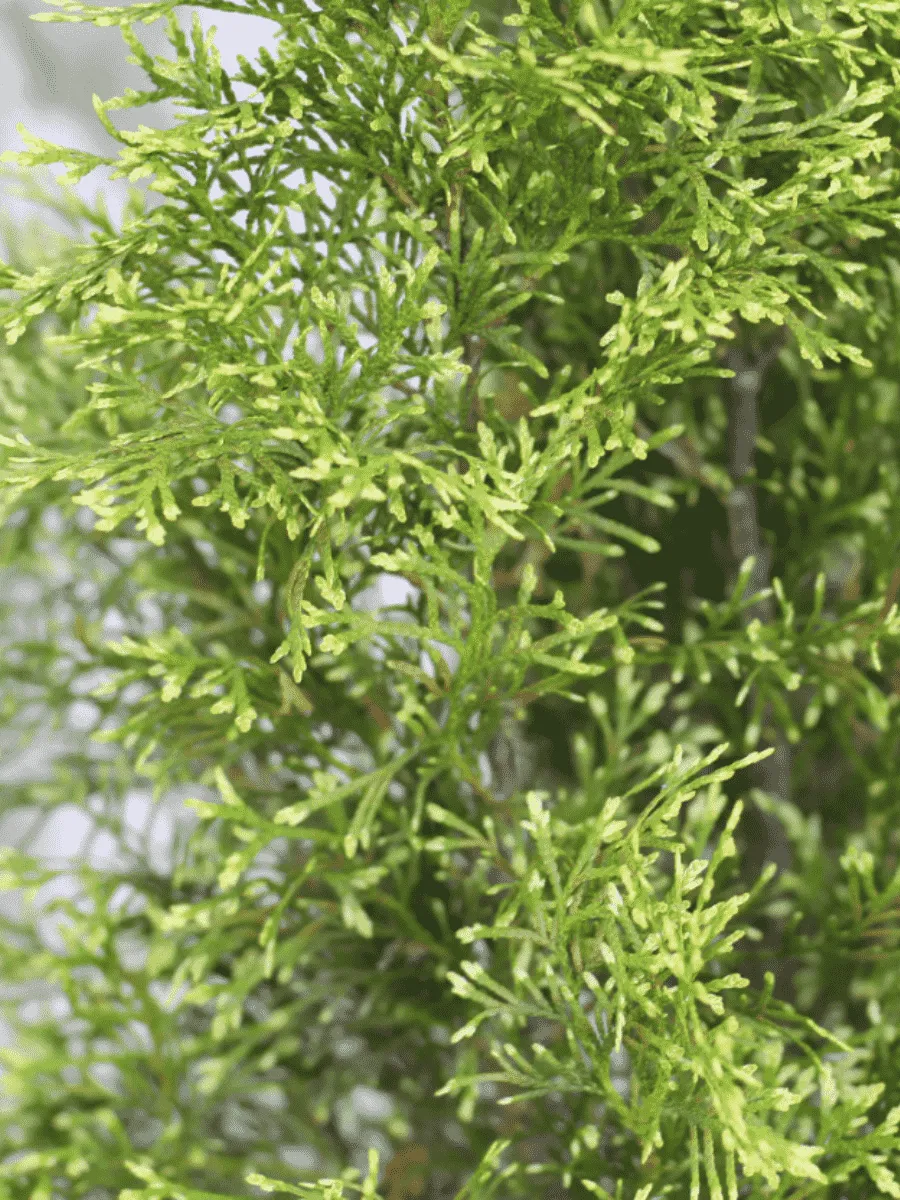 Туя западная Smaragd Light White