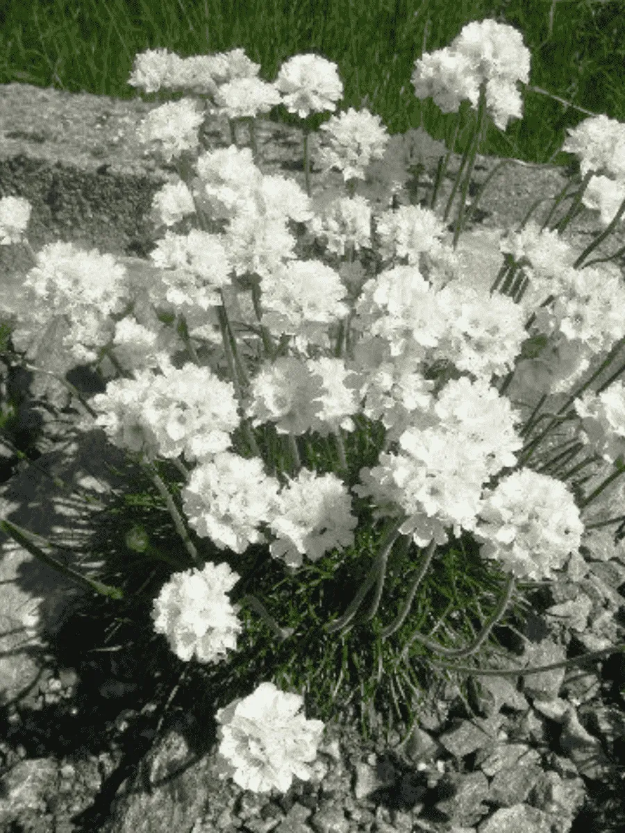 Армерия приморская Abbey White