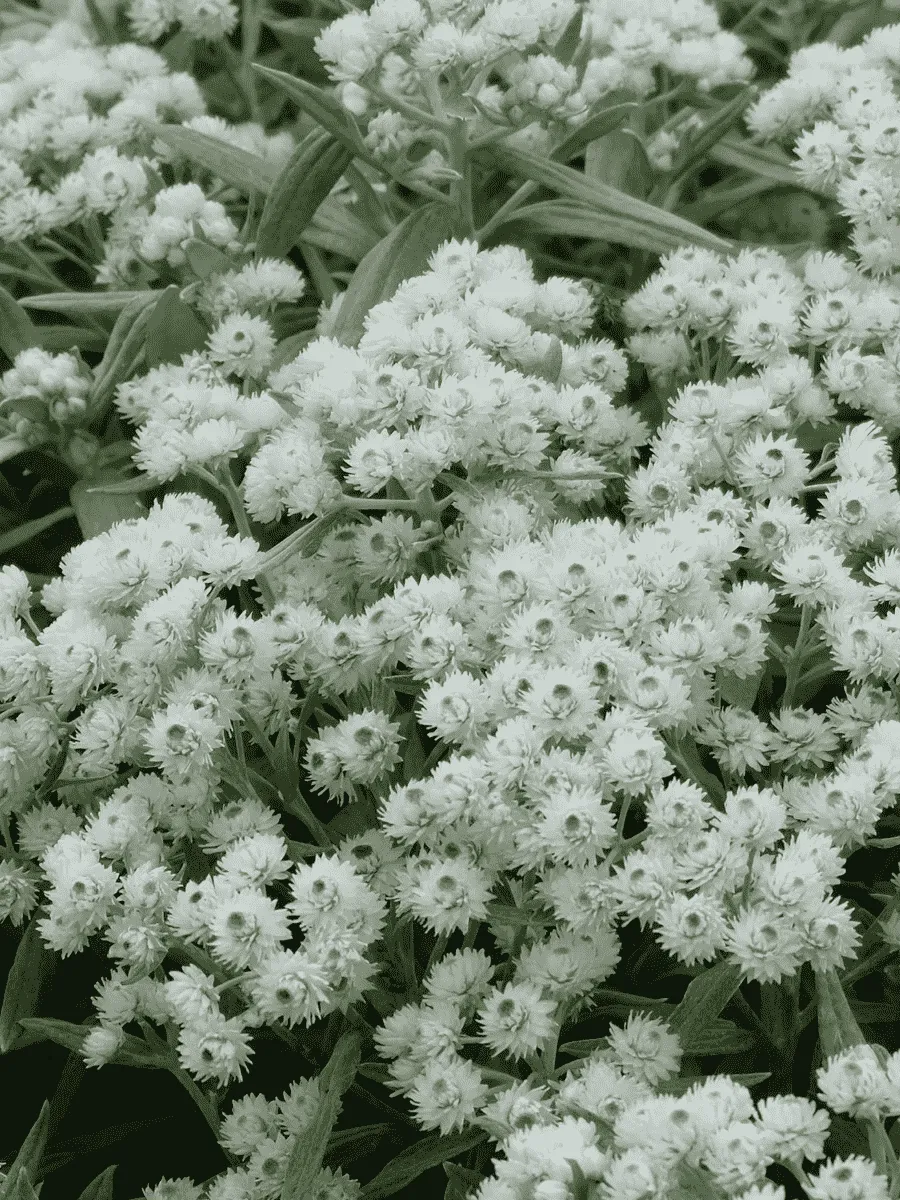 Анафалис трехжилковый Sommerschnee