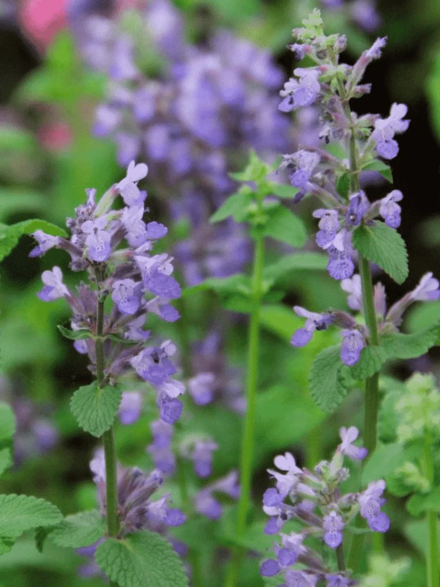 Котовник кистистый Grog