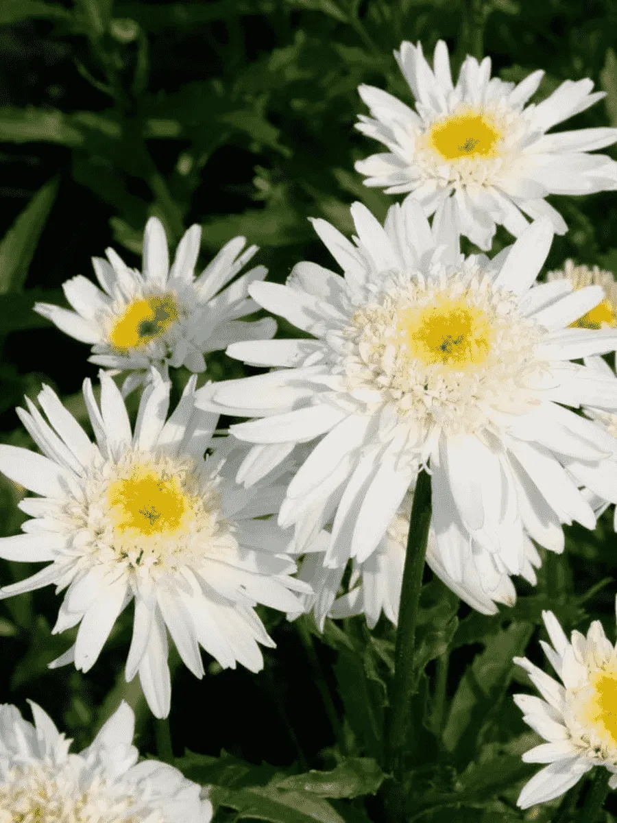 Нивяник наибольший Сhristine Hagemann