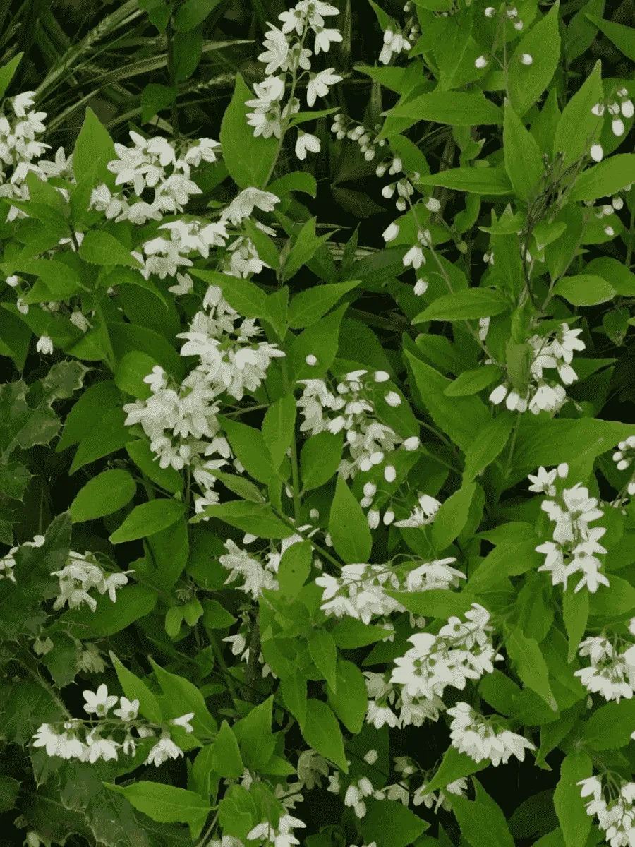 Дейция изящная Nikko