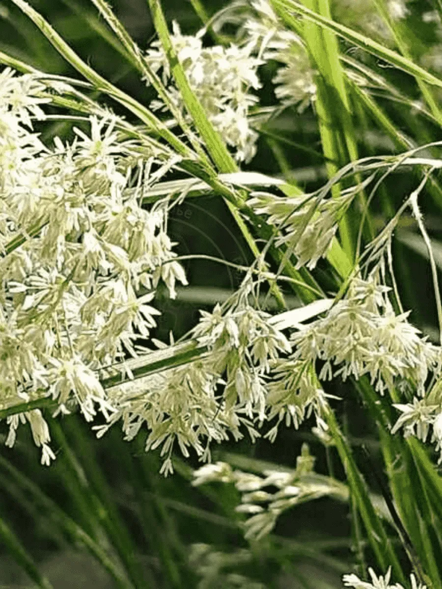 Ожика снежно-белая (Luzula nivea)