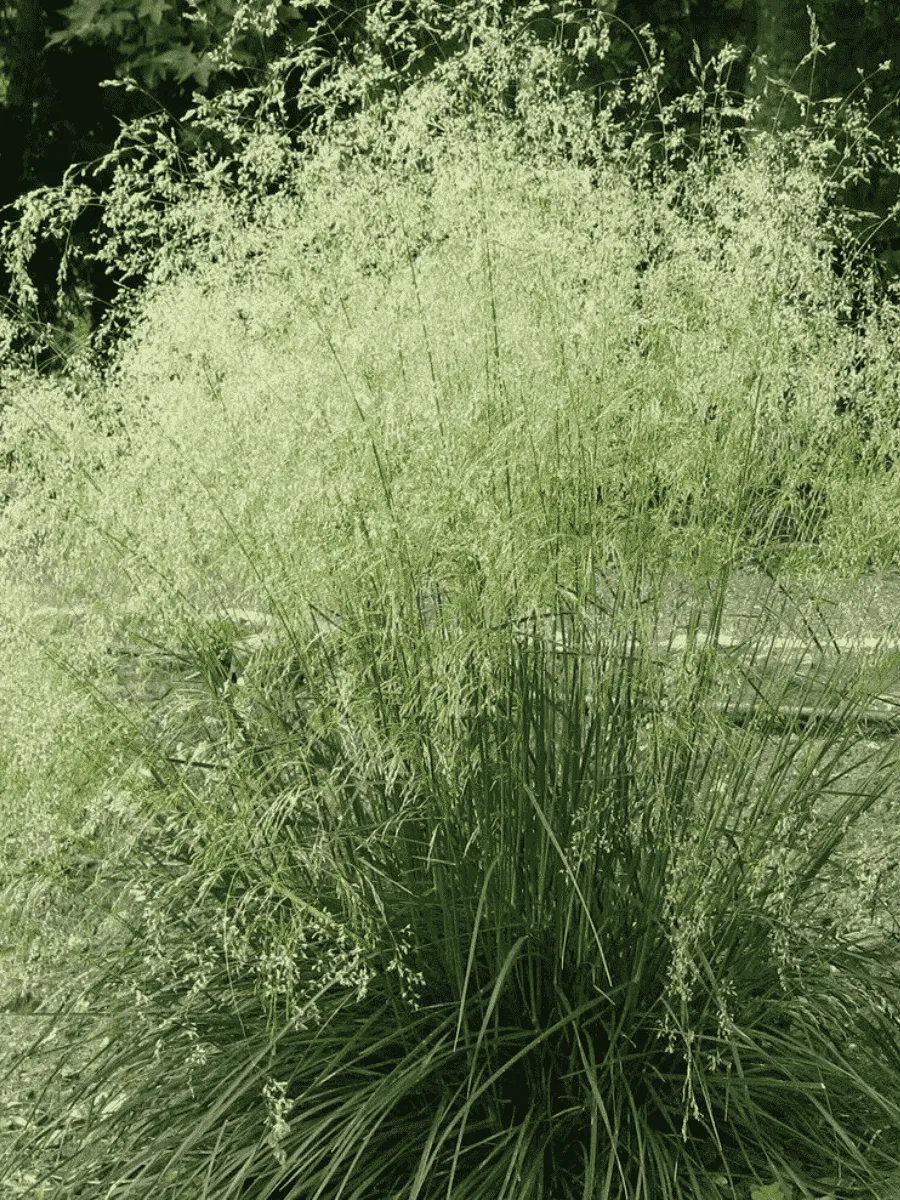 Щучка дернистая Tardiflora