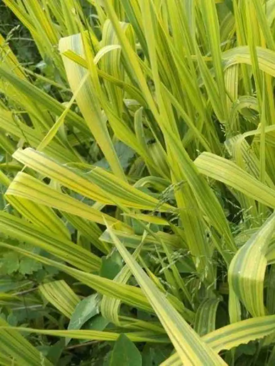 Фалярис тростниковый Arctic Sun