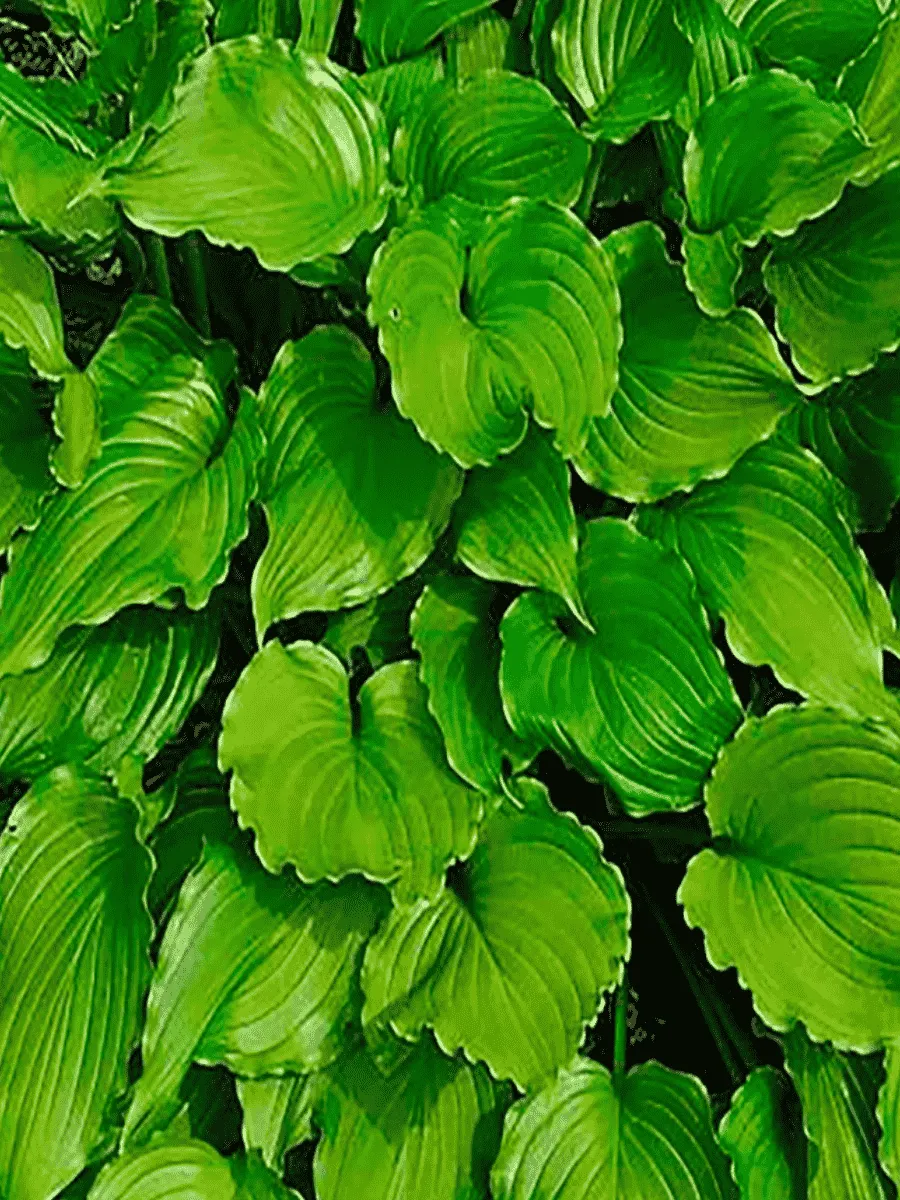 Хоста Purple sensation