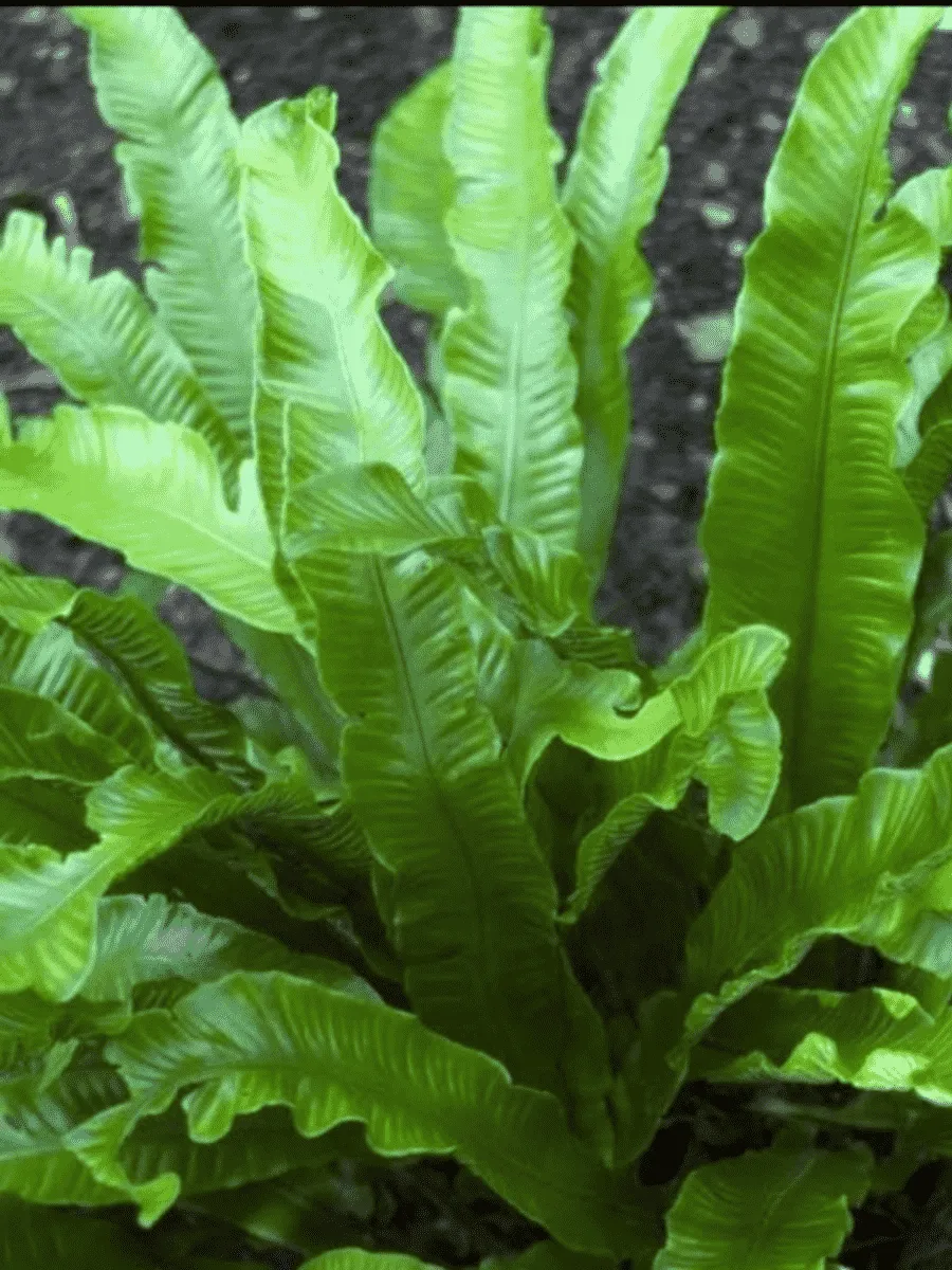 Костенец сколопендровый