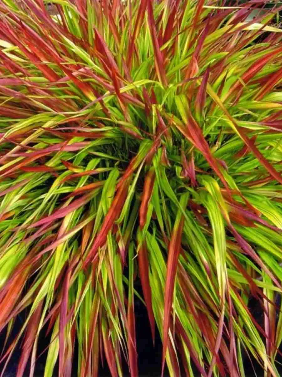 Хаконехлоа большая Beni Kaze