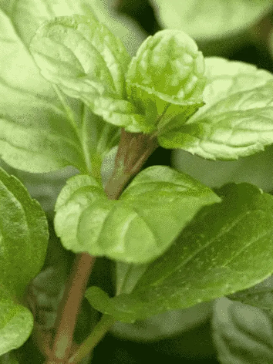 Мята Перечная Eau de Cologne