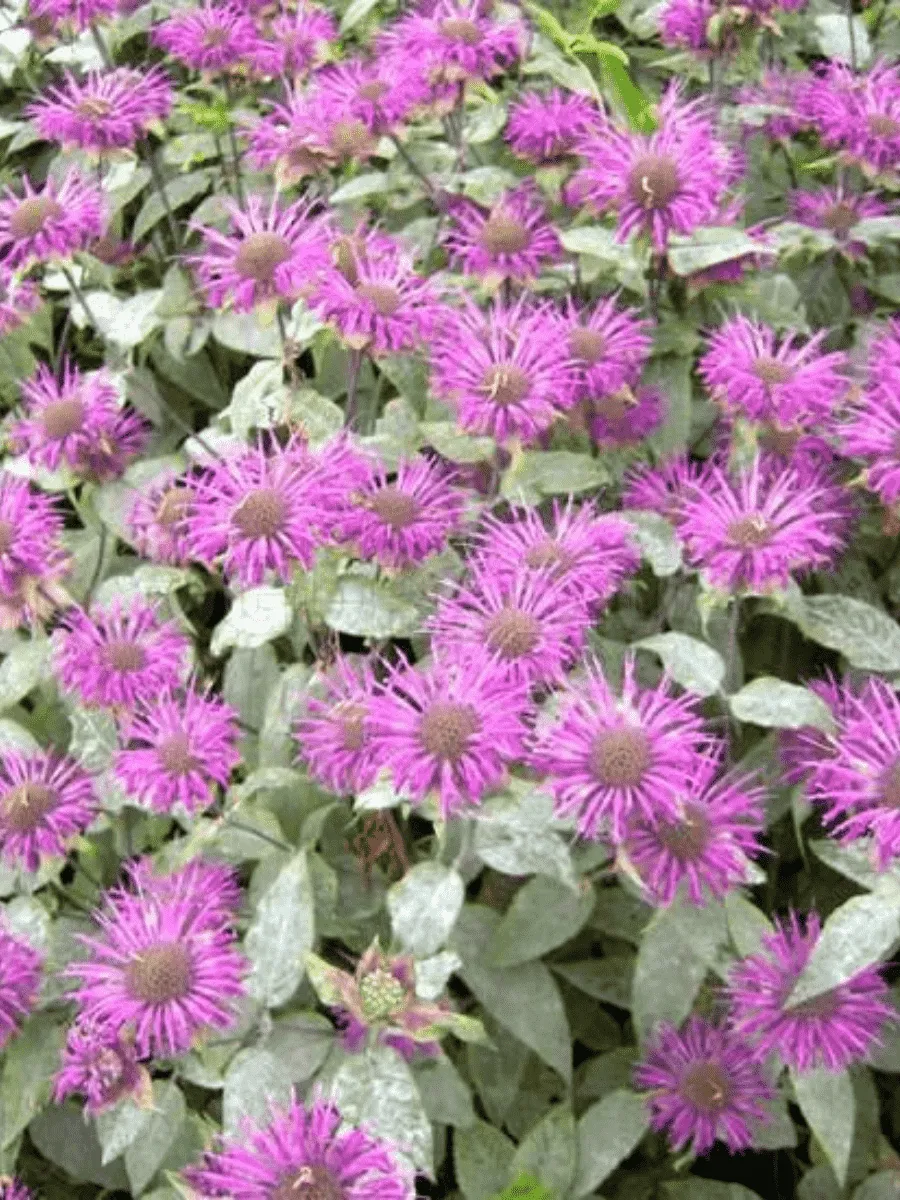 Монарда гибридная Melissa