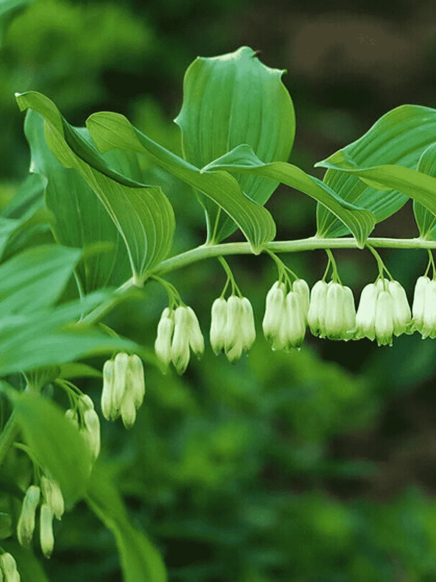 Купена многоцветковая