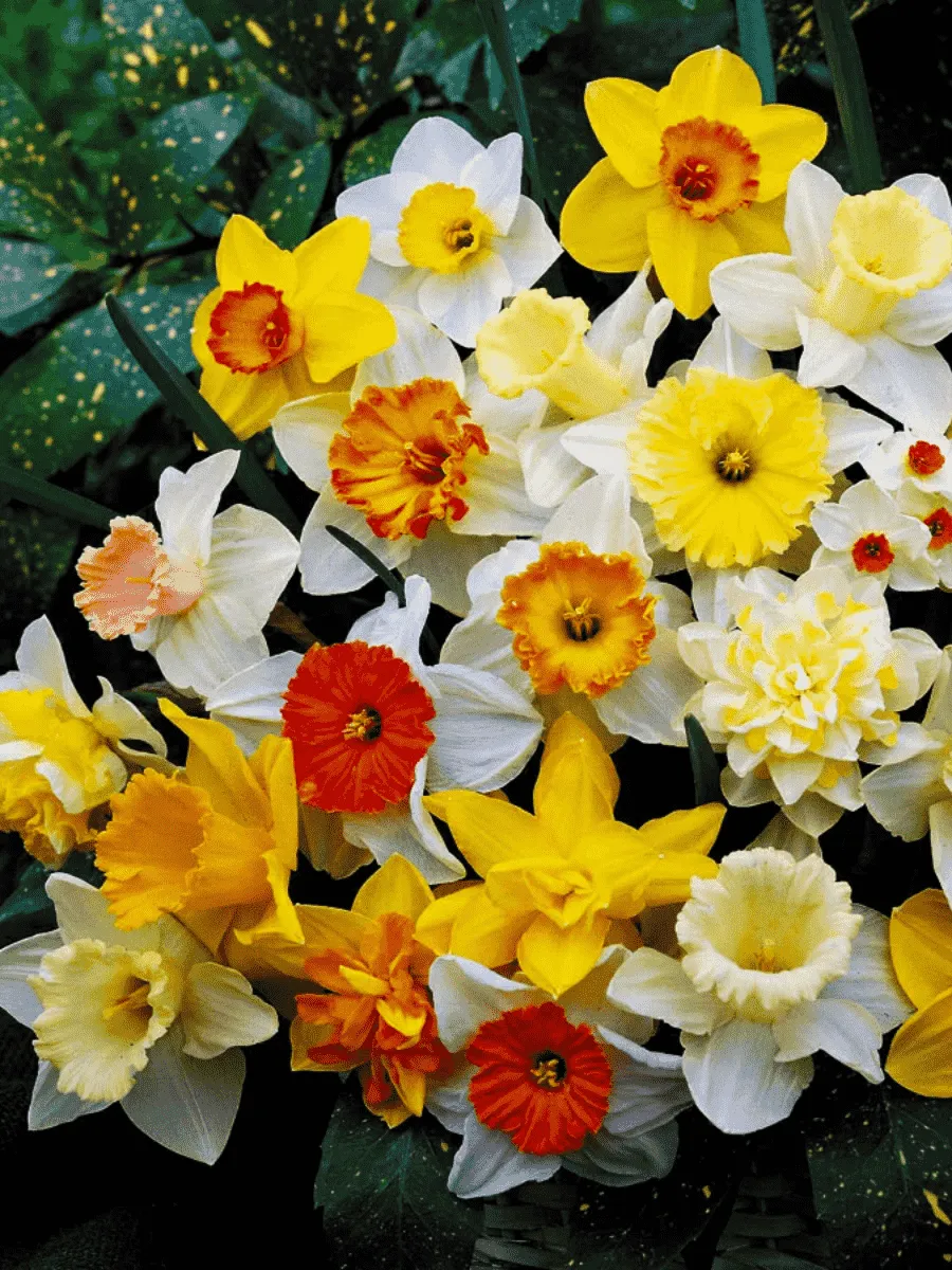 Нарцисс Микс 25 шт