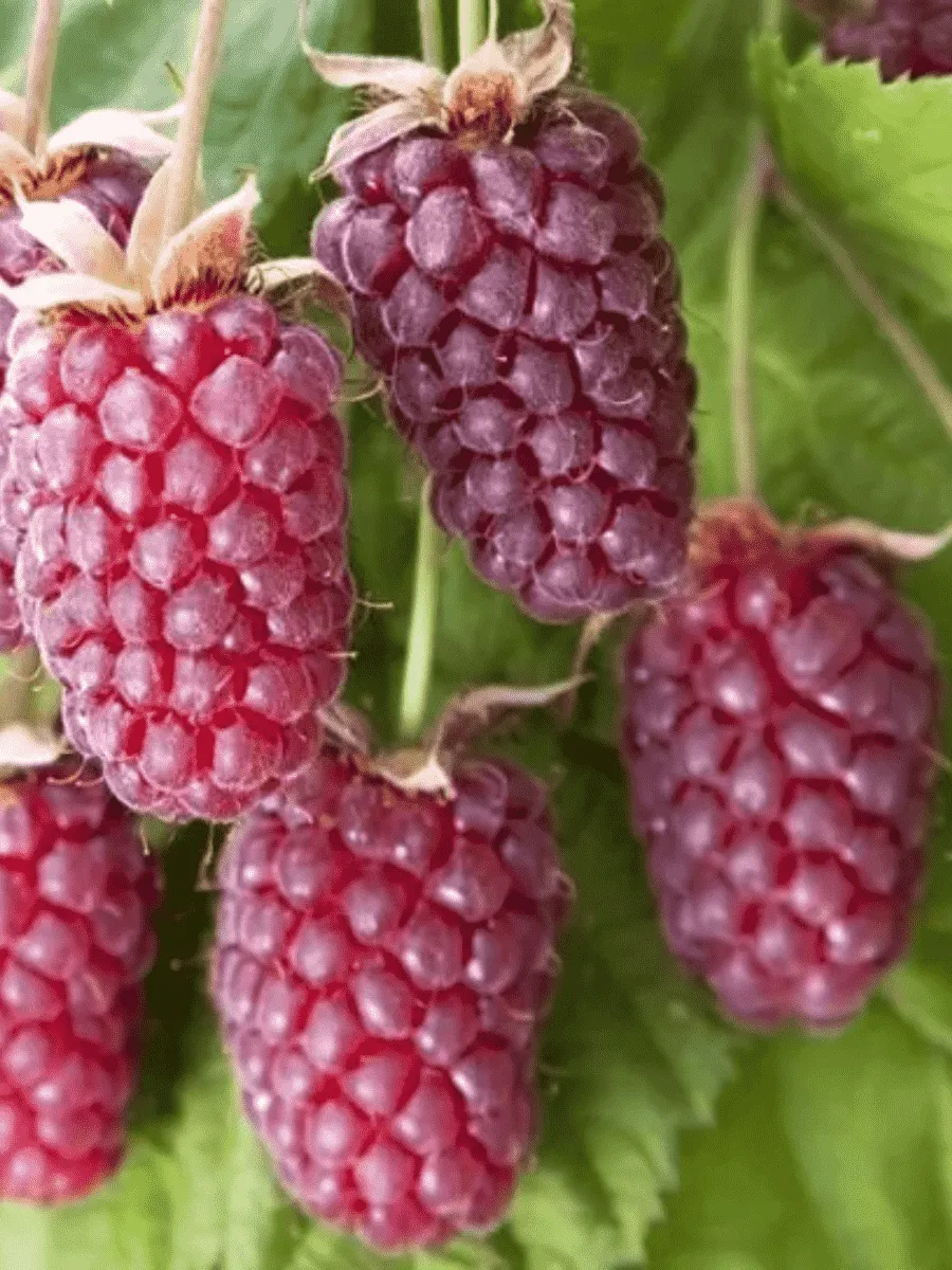 Ежемалина гибридная Loganberri