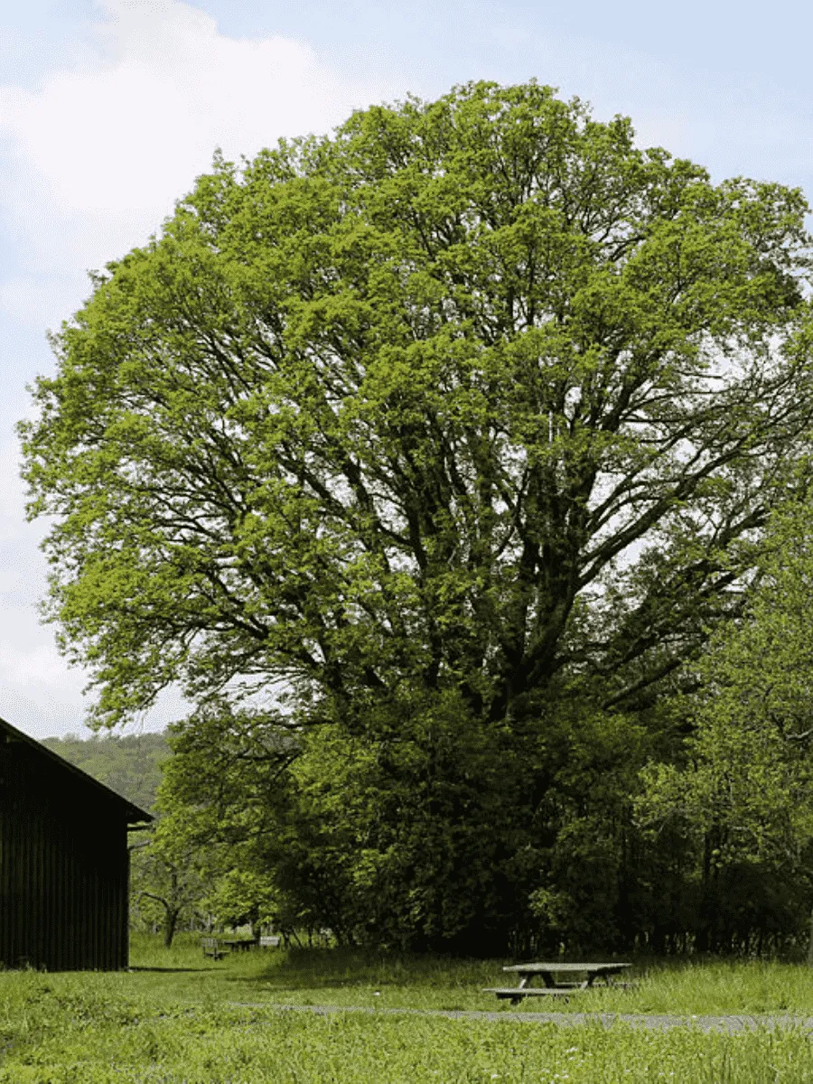 Дуб турецкий