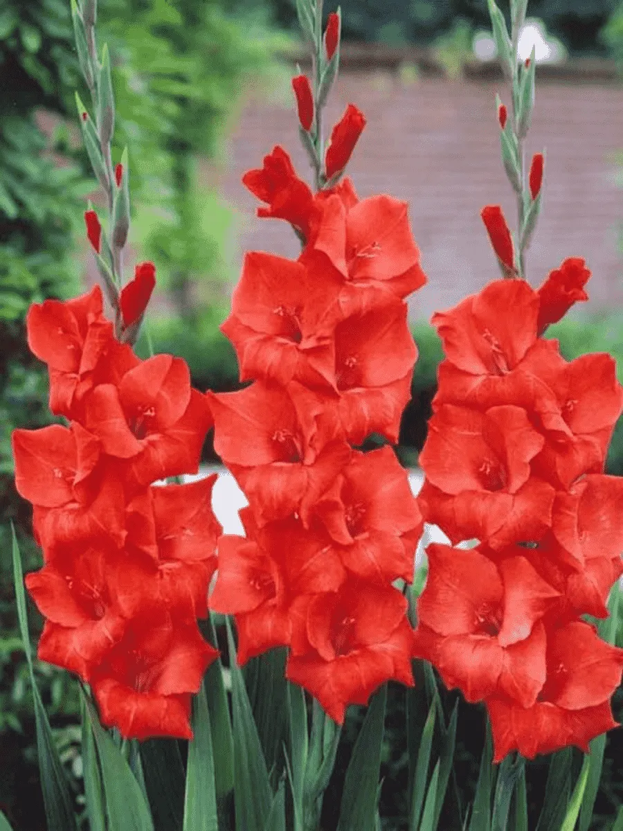 Гладиолус Traderhorn