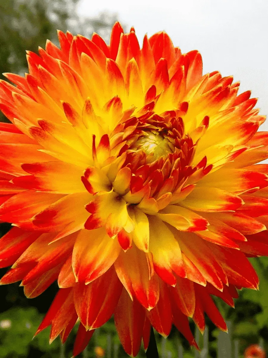 Георгина Procyon