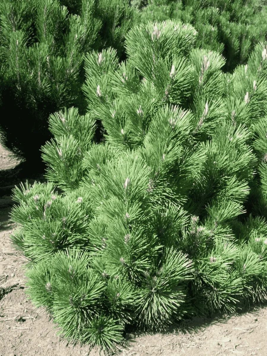 Сосна тунберга Maijima