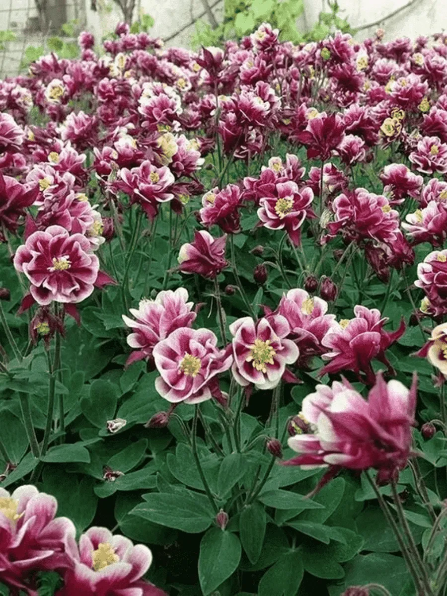 Аквилегия обыкновенная Winky Double Red and White