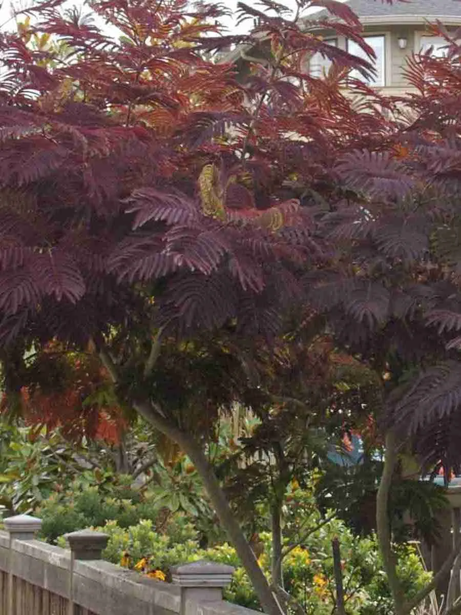 Альбиция ленкоранская Summer chocolate