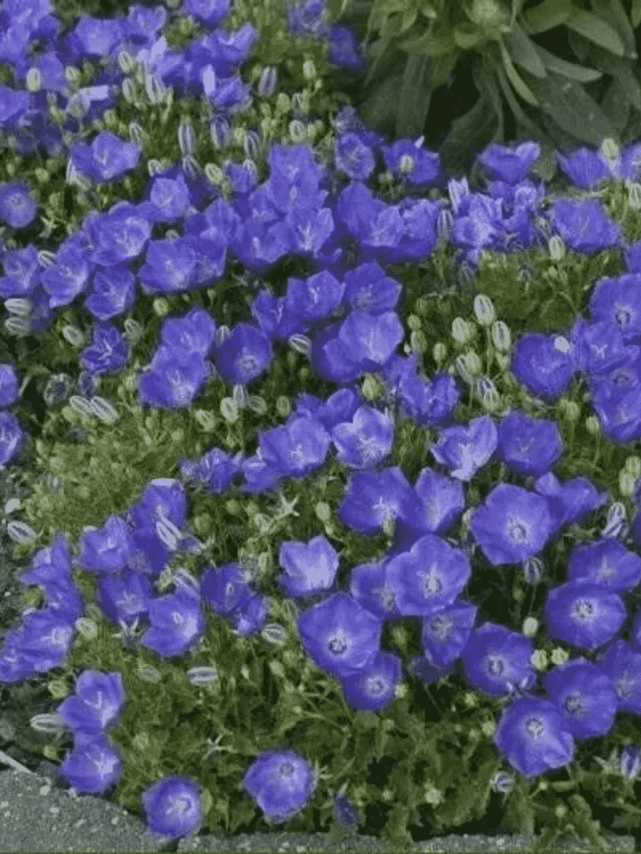 Колокольчик  карпатский Pearl Deep Blue