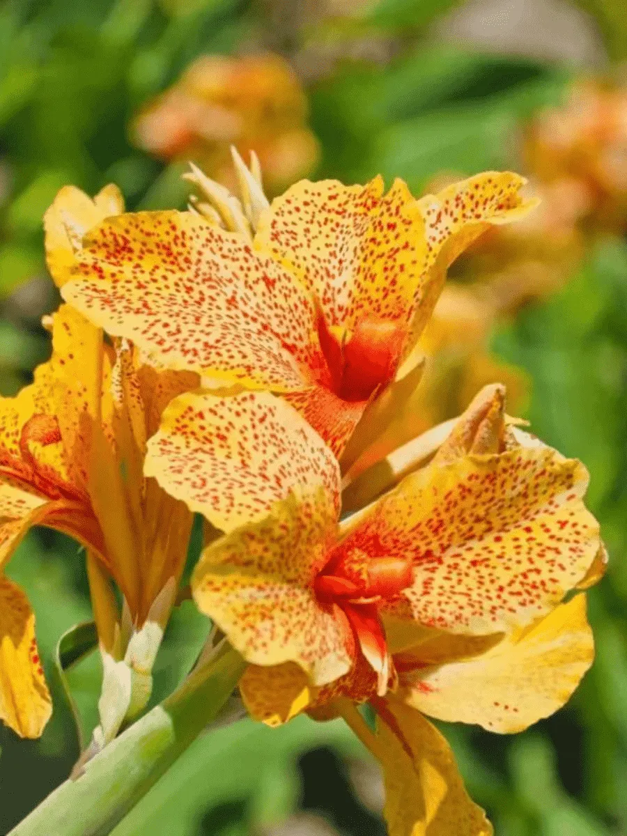 Канна зеленолистная Picasso