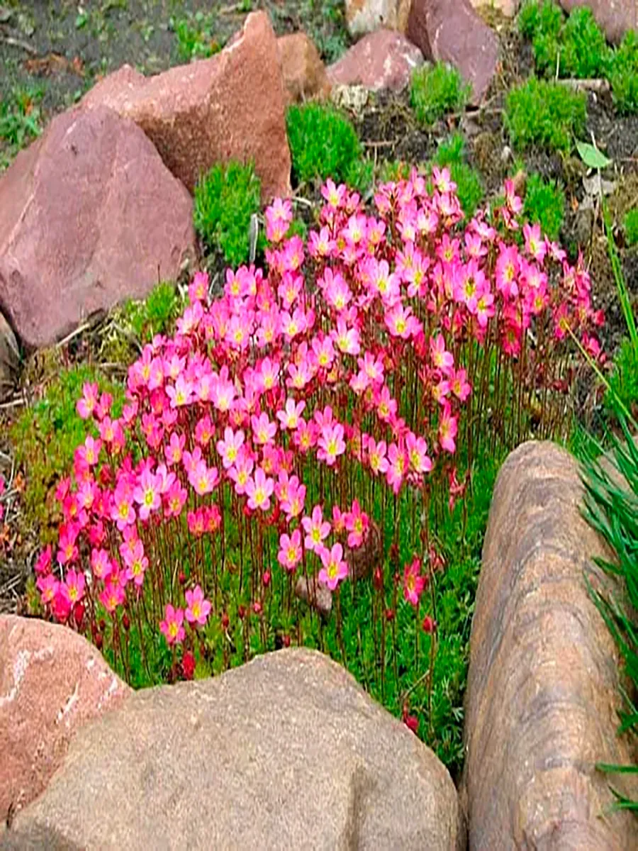  Камнеломка Арендса Rosea